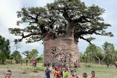 Single-day Packages: Explore Giant Baobabs in Morombe | Velondriake (Andavadoaka)