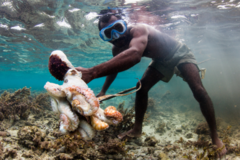 Beach & Water Excursions: Spearfishing Adventure in Andavadoaka | Velondriake (Andavadoaka)