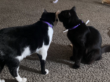   : Potato and Gizmo