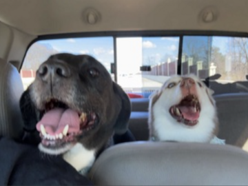   : Loki and Nova