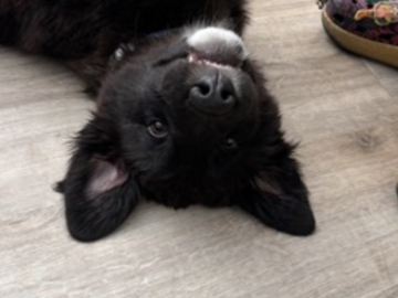   : Duke