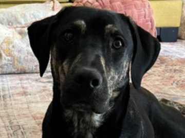   : Bruno