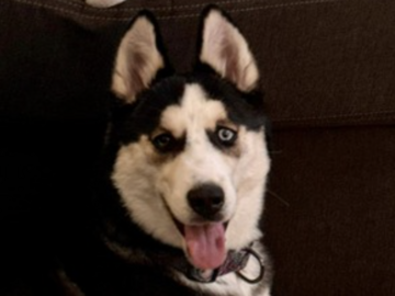   : Stella