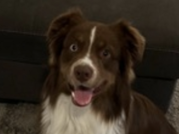   : Bailey