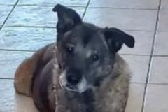   : Charlie Little Boy