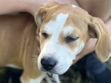   : Puppy (5)