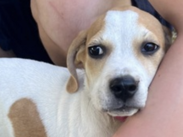   : Puppy (3)