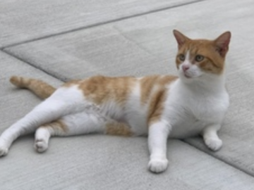   : Ringo