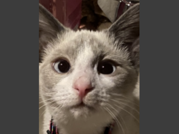   : Lulu