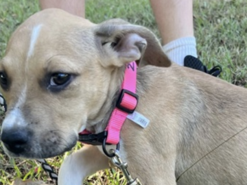   : Puppy (2)