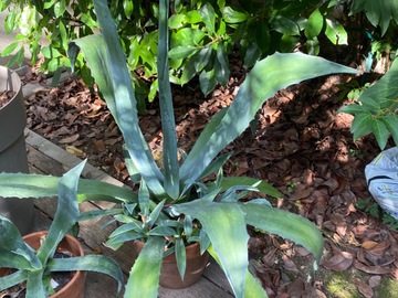 Vente: Agave Americana de toutes tailles 