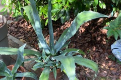 Sales: Agave Americana de toutes tailles 