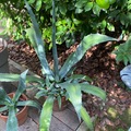 Sales: Agave Americana de toutes tailles 