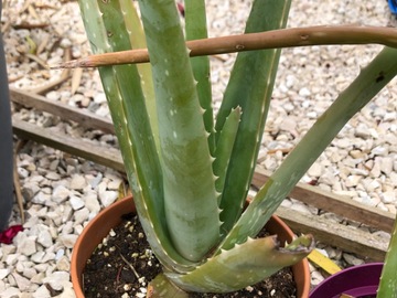 Vente: Vends Aloe Vera