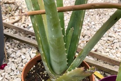 Sales: Vends Aloe Vera