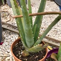 Sales: Vends Aloe Vera