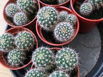 Vente: Vends cactus
