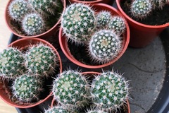 Sales: Vends cactus