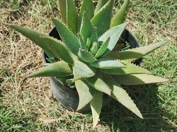 Vente: Aloe vera