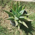Sales: Aloe vera