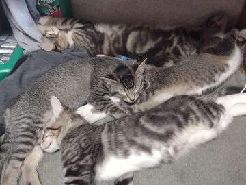   : Kittens