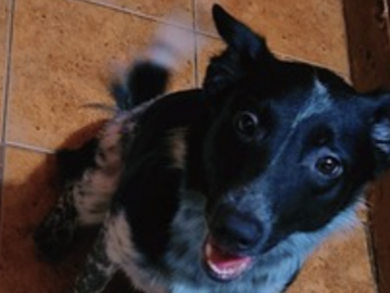   : Coco 
