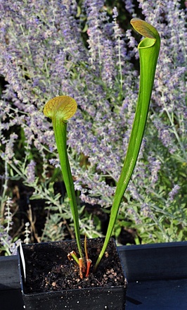 Sarracenia x harperi