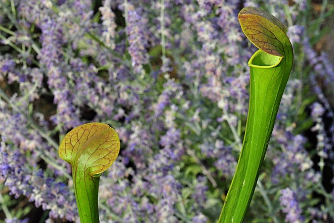 Sarracenia x harperi