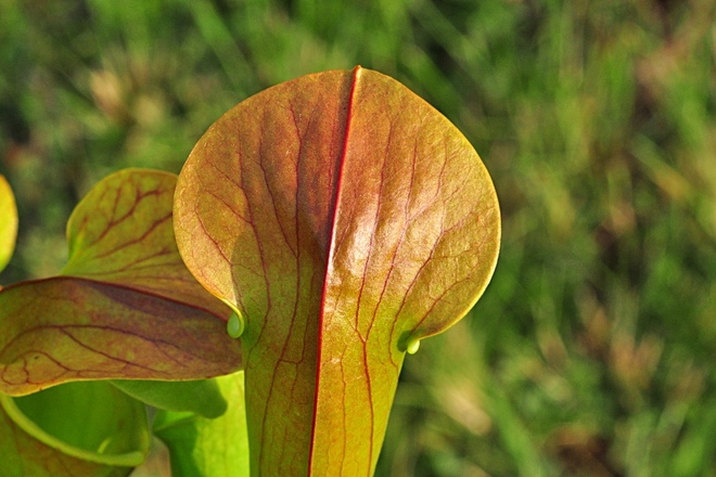Sarracenia x harperi