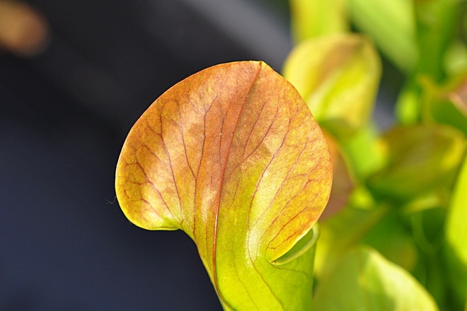 Sarracenia x harperi