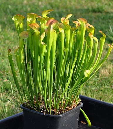 Sarracenia x harperi