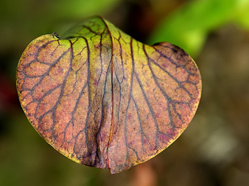 Vente: Sarracenia x harperi