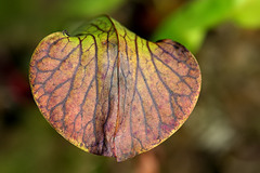 Vente: Sarracenia x harperi