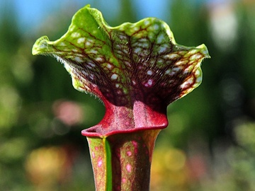 Vente: Sarracenia ‘La Boussole’