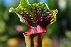 Vente: Sarracenia ‘La Boussole’
