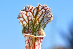 Vente: Sarracenia leucophylla, Ben’s Bog, Baldwin County, Alabama