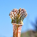 Vente: Sarracenia leucophylla, Ben’s Bog, Baldwin County, Alabama