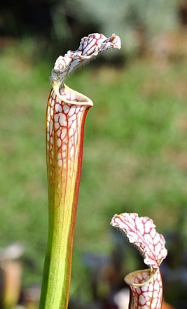 Sarracenia leucophylla, Ben’s Bog, Baldwin County, Alabama
