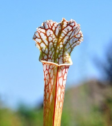 Sarracenia leucophylla, Ben’s Bog, Baldwin County, Alabama