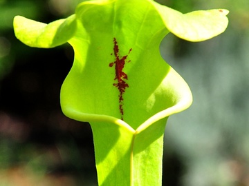 Vente: Sarracenia flava var rugelii (localisation PLT)(SF20)