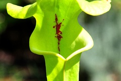 Vente: Sarracenia flava var rugelii (localisation PLT)(SF20)
