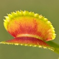 Vente: Dionaea muscipula 'Sawtooth' / Pot 1