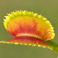 Vente: Dionaea muscipula 'Sawtooth' / Pot 3