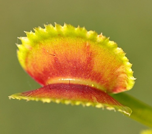 Dionaea muscipula 'Sawtooth' / Pot 4