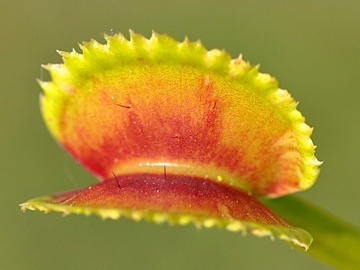 Vente: Dionaea muscipula 'Sawtooth' / Pot 4