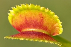 Vente: Dionaea muscipula 'Sawtooth' / Pot 4