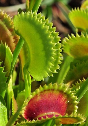 Dionaea muscipula 'Sawtooth' / Pot 4