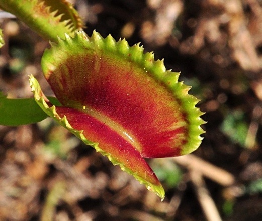 Dionaea muscipula 'Sawtooth' / Pot 4
