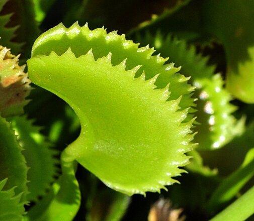 Dionaea muscipula 'Sawtooth' / Pot 4