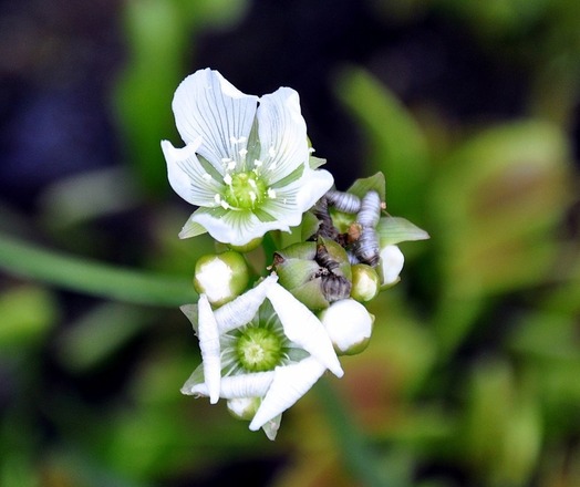 Dionaea muscipula 'Sawtooth' / Pot 4